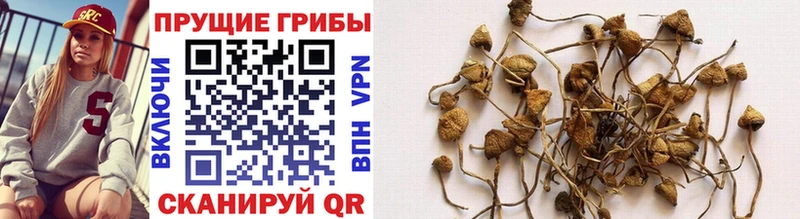 Псилоцибиновые грибы мицелий  Купить закладки  Вязьма 